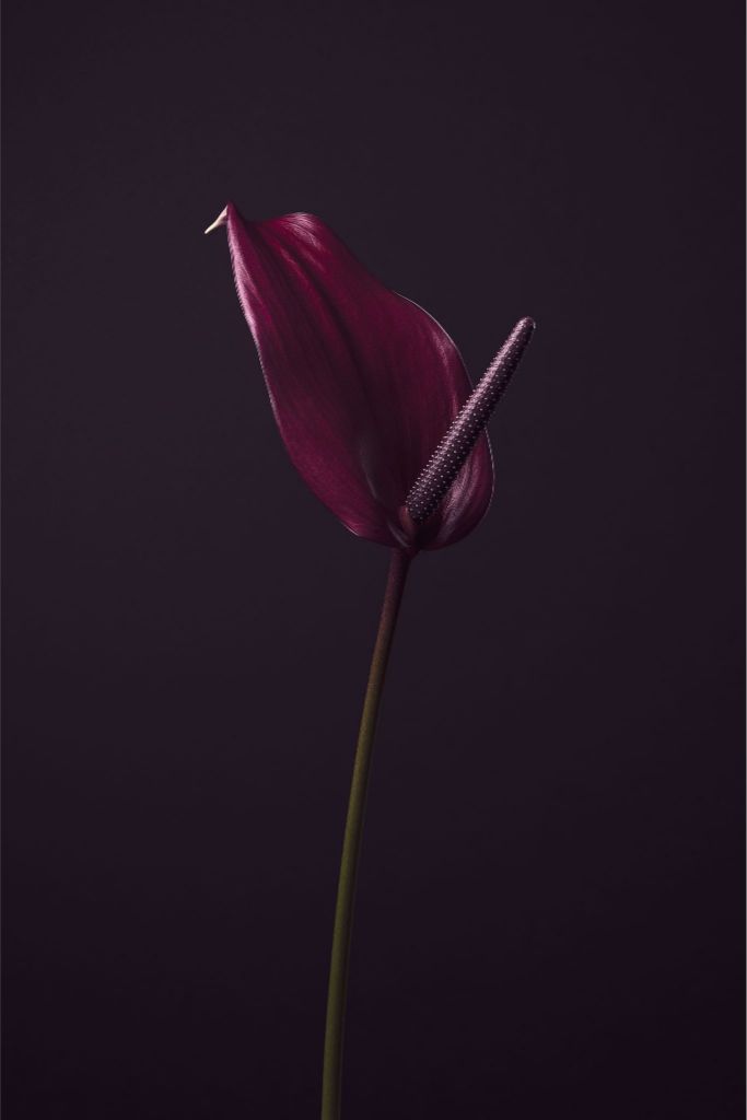 Purple Peace