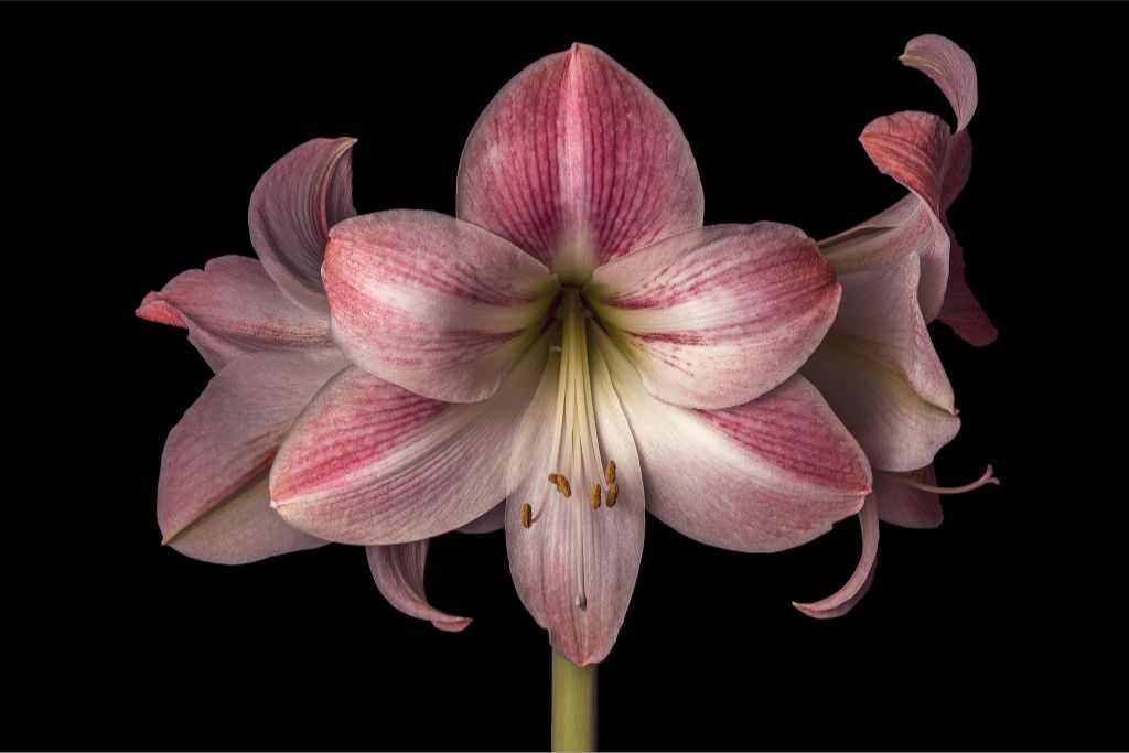 Pink Amaryllis