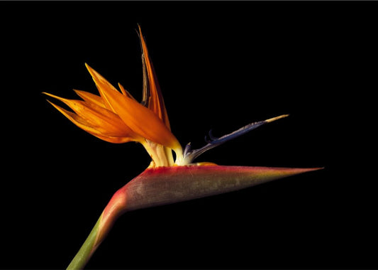 Bird of Paradise Fine Art Print