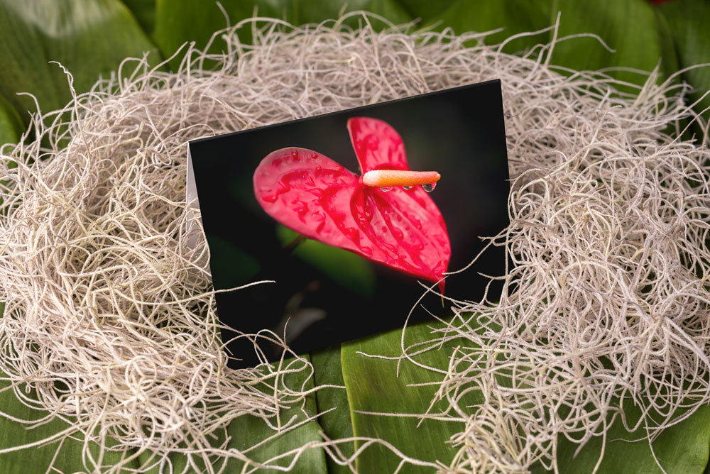 Notecard – Heart Anthurium