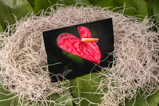 Notecard – Heart Anthurium