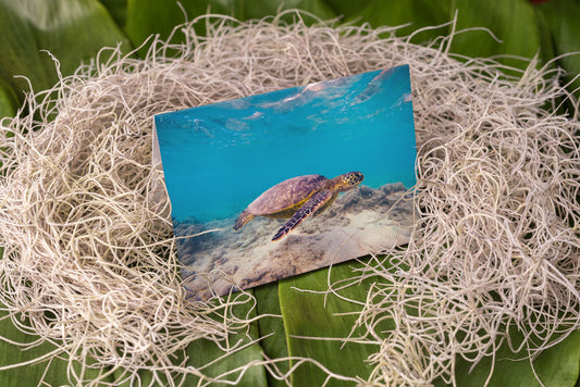Notecard – Honu