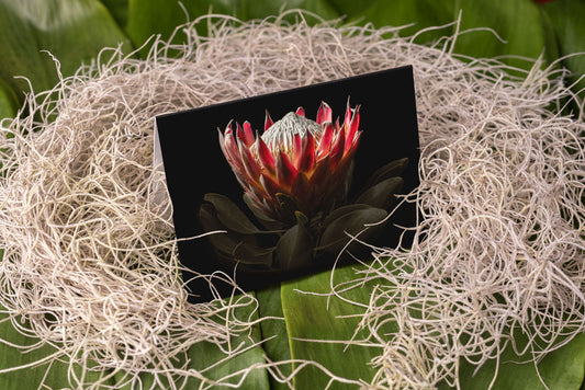 Notecard – King Protea