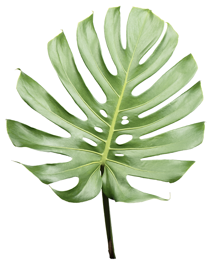 Sticker - Monstera