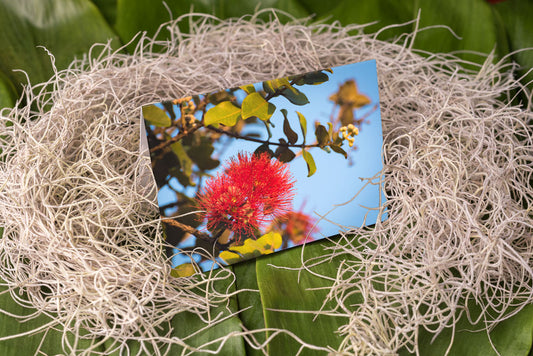 Notecard – Ohia