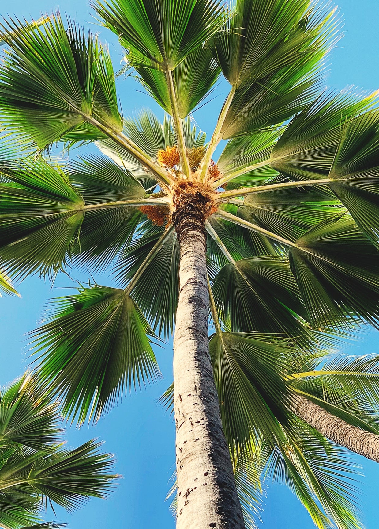 Palms Collection - Boxed Set of 6 Notecards