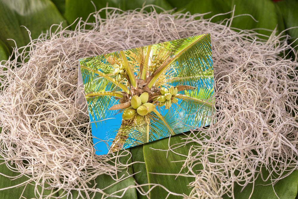 Notecard – Coconuts in the Shade