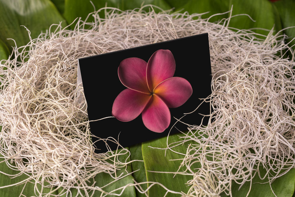 Notecard – Pink Plumeria