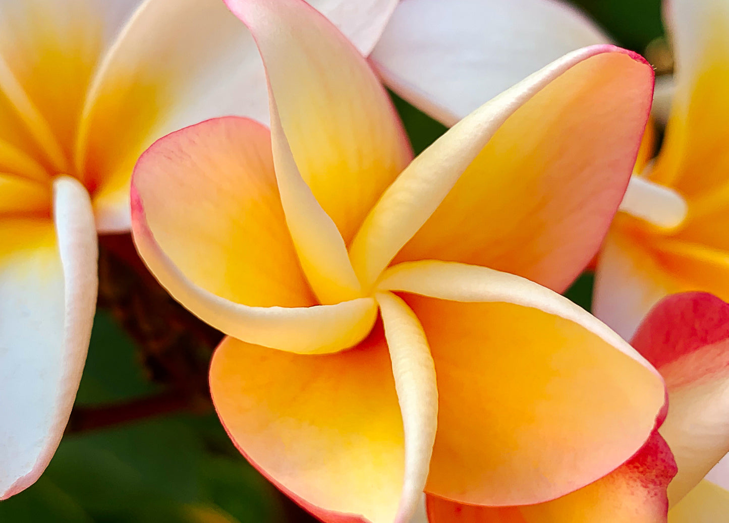 Plumeria Collection - Boxed Set of 6 Notecards