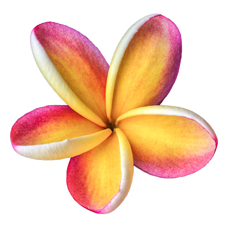 Sticker - Plumeria