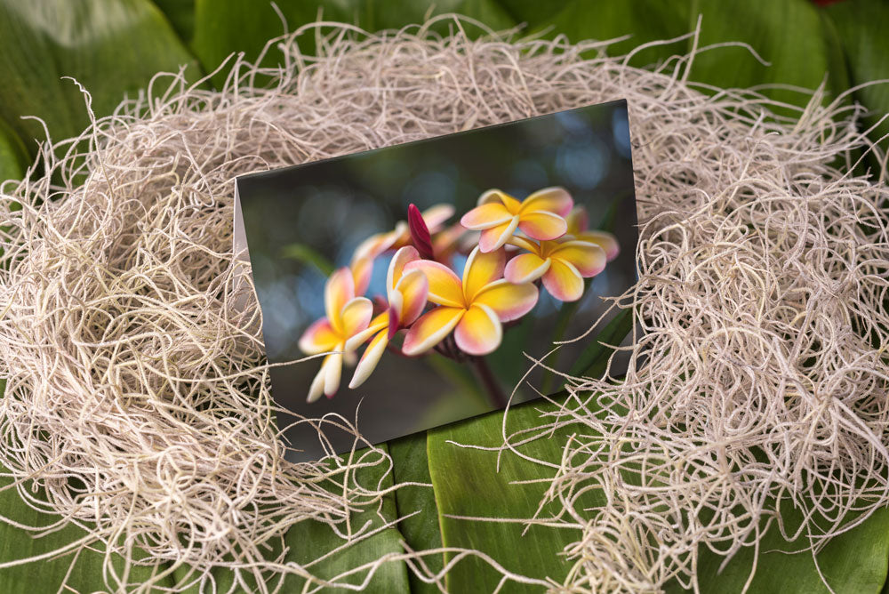 Notecard – Rainbow Bunch