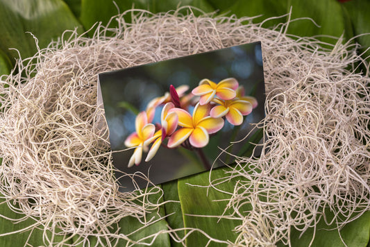 Notecard – Rainbow Bunch