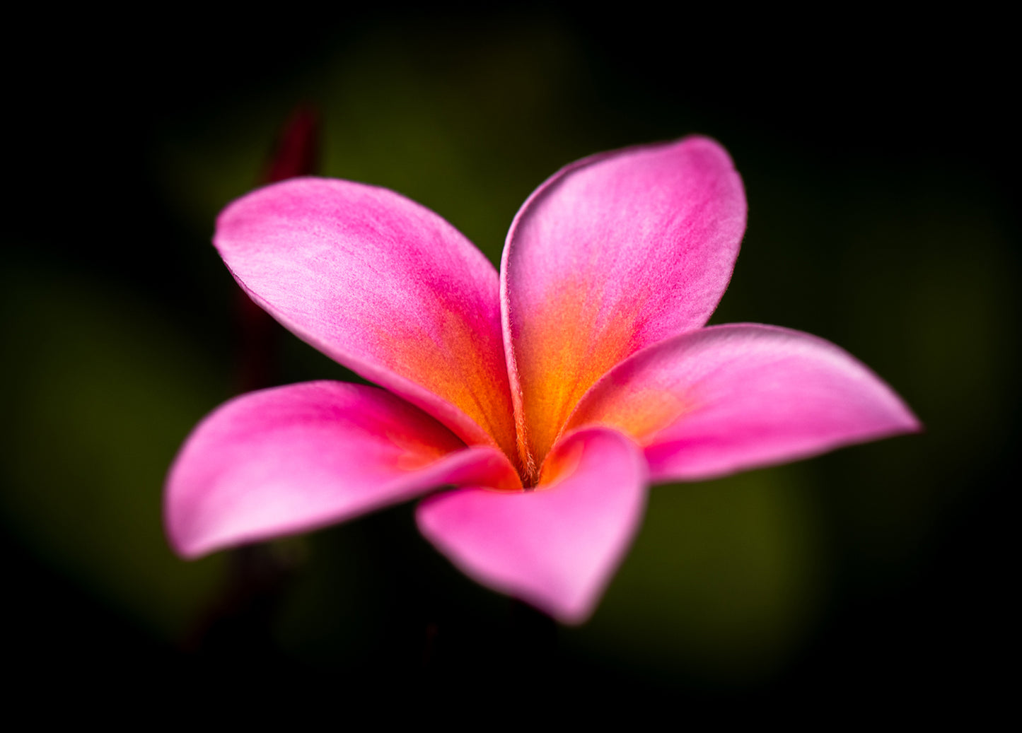 Plumeria Collection - Boxed Set of 6 Notecards