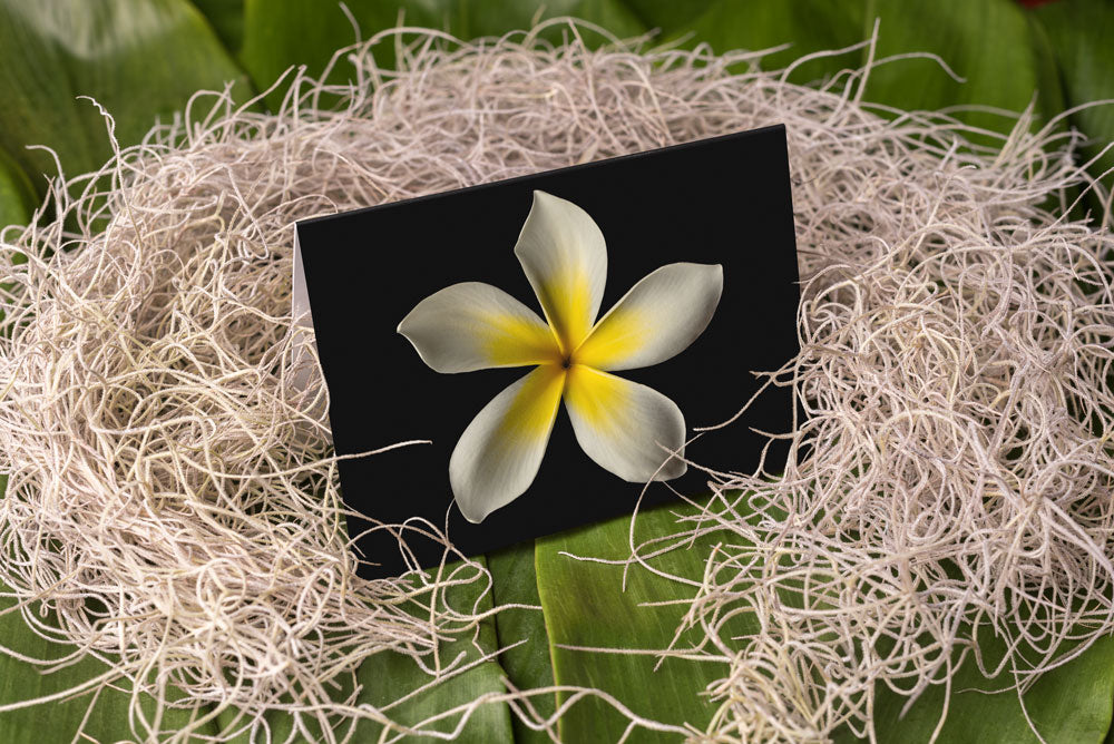 Notecard – White Plumeria