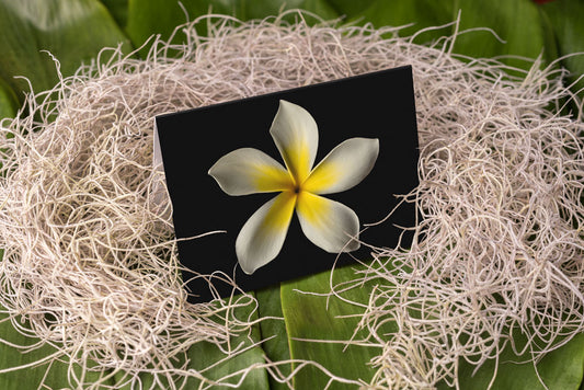 Notecard – White Plumeria