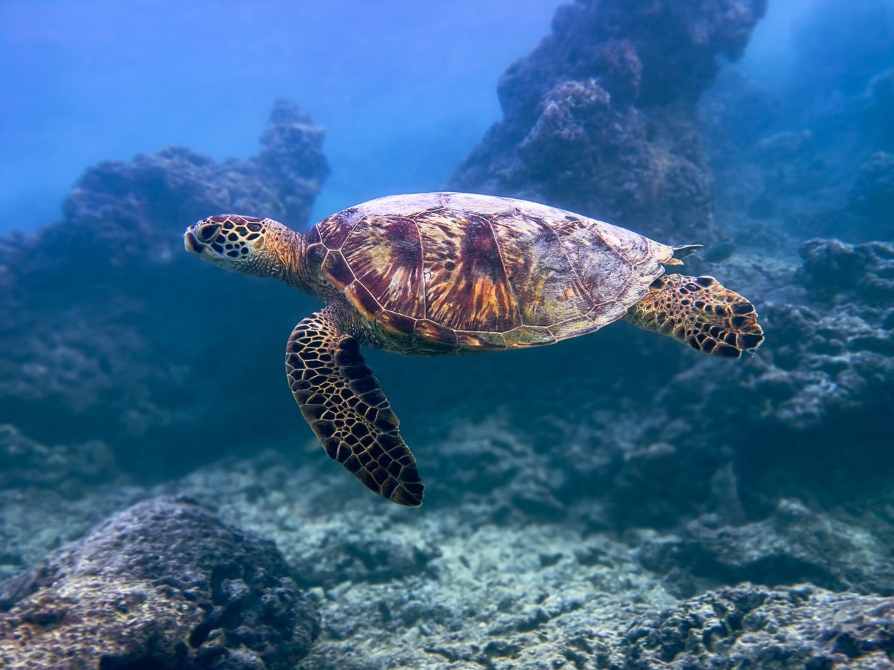 Animals of Hawaii