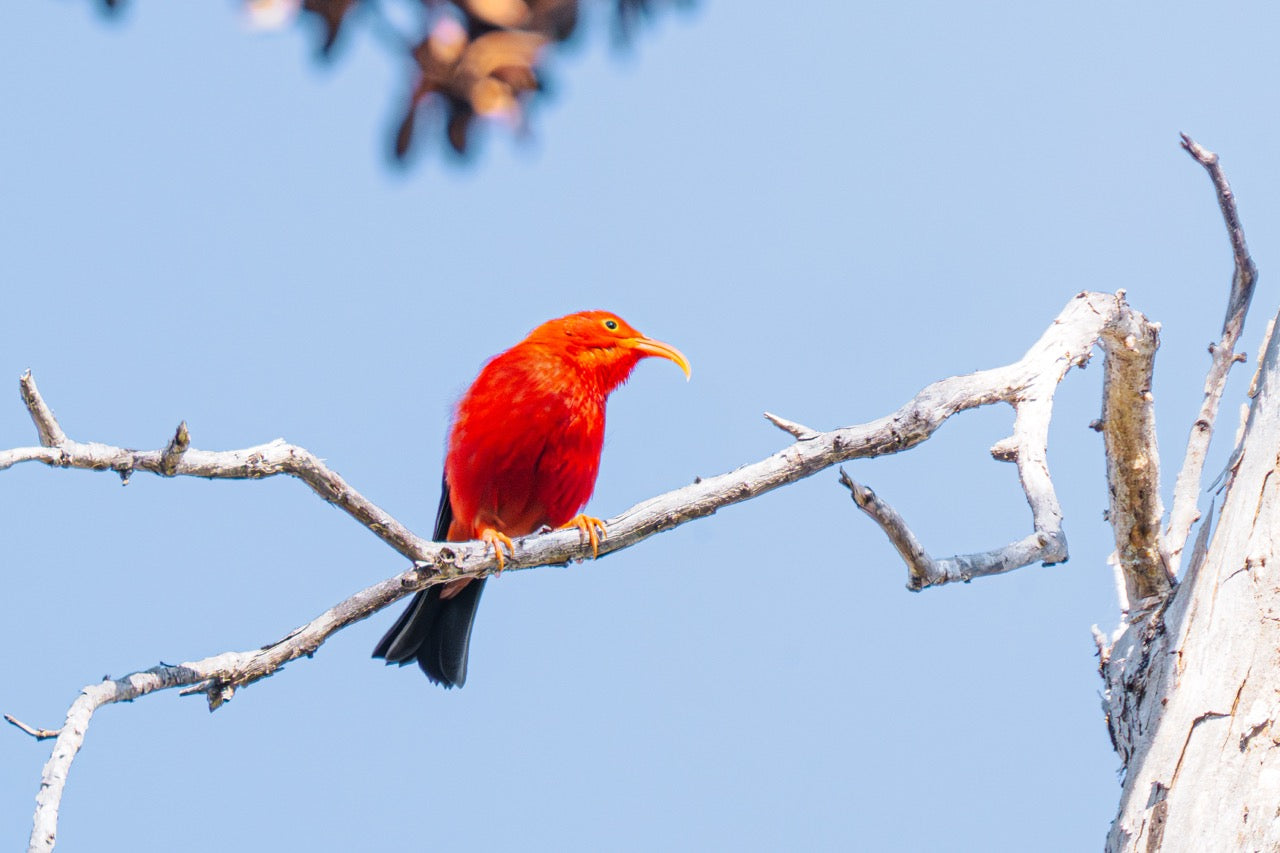 Native Birds