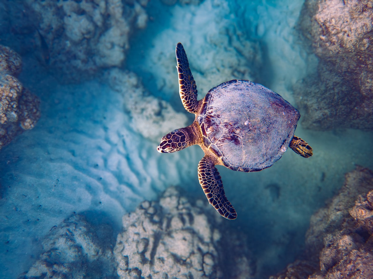 Honu (green sea turtle) gliding above the reef
