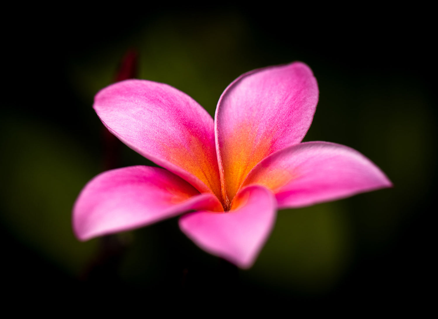 Plumerias