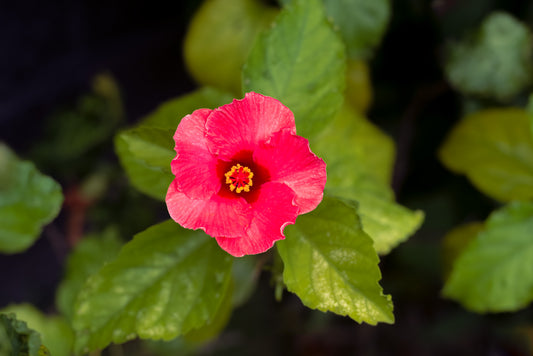 Pink hibiscus flower