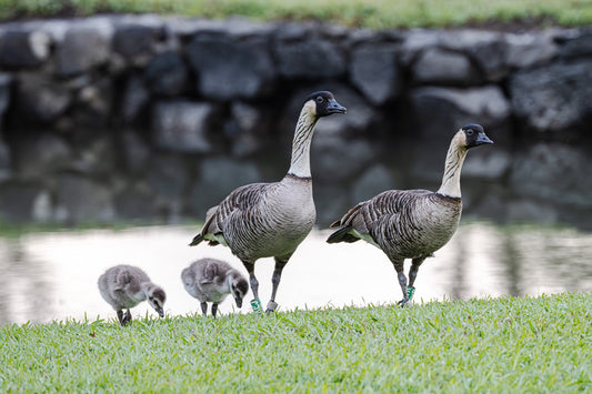 Notecard - Feathered Family Stroll