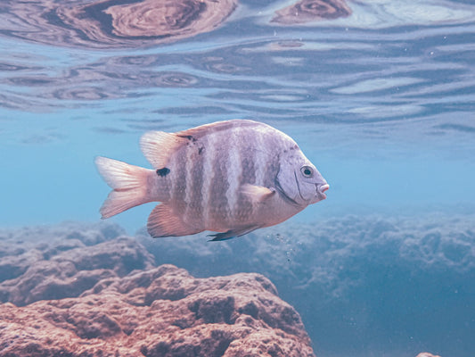 Notecard - Hushed Ocean Tones