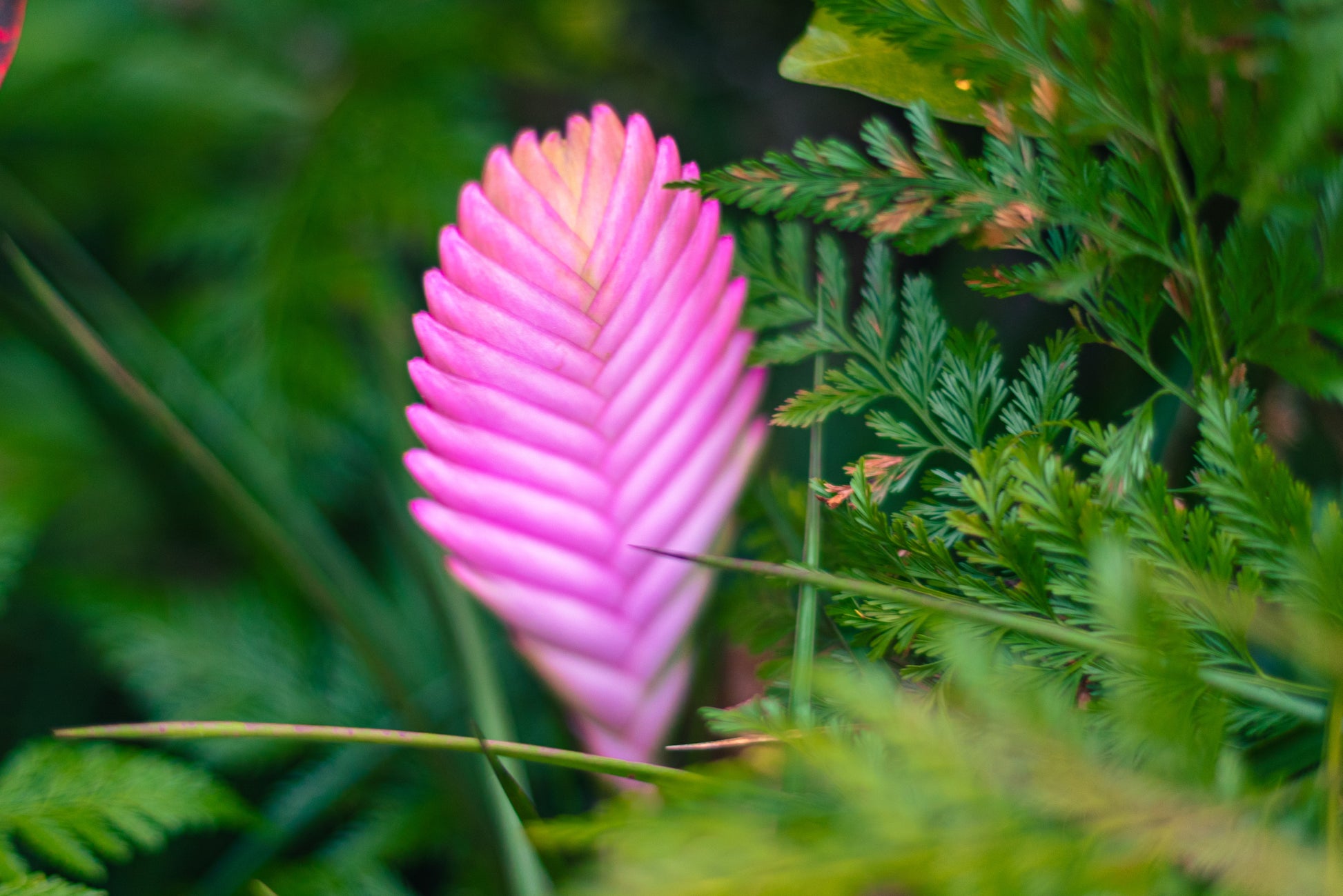 A pink quill flower amongst ferns