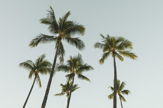 Notecard - Palm Reverie