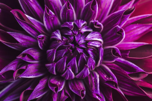 Notecard - Plum Radiance
