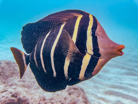Notecard - Reef Royalty