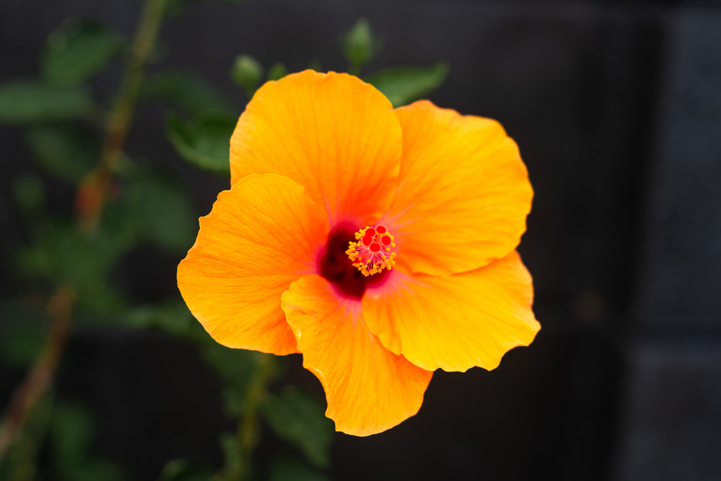 Yellow hibiscus flower