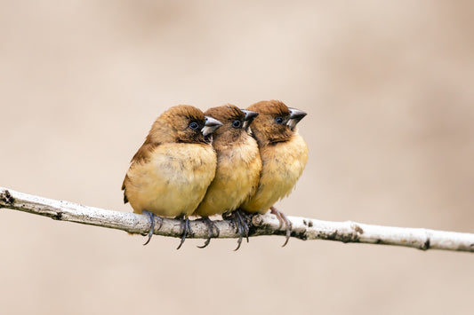 Notecard - Three Little Birds