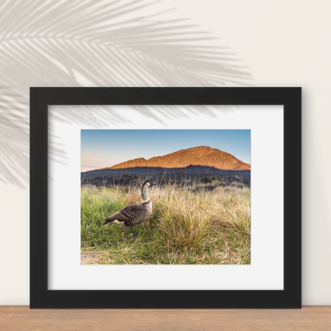 Framed Untold Beauty fine art print featuring Haleakala National Park and its resident nene (Hawaiian goose) 