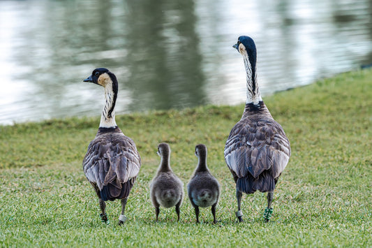Notecard - Waddling in Harmony