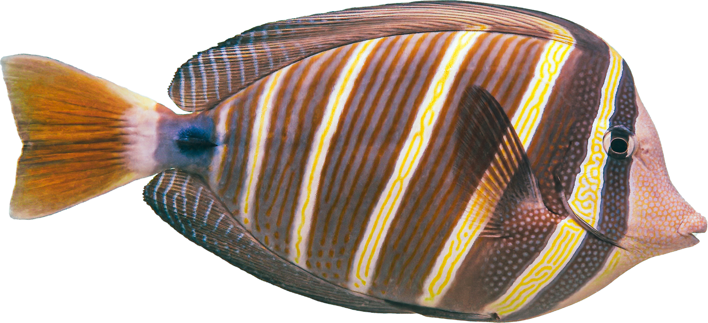 Sticker - Sailfin Tang