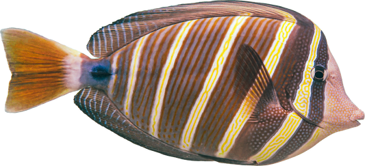 Sticker - Sailfin Tang