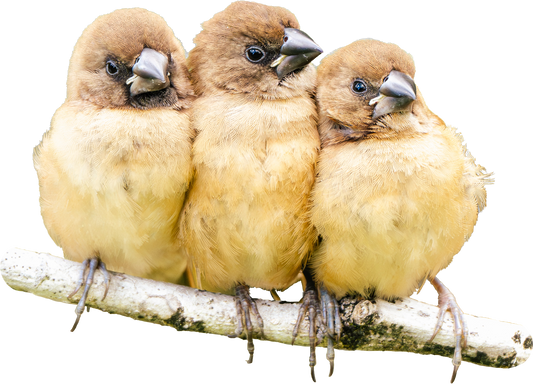 Sticker - Little Birds