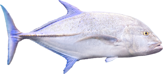 Sticker - Ulua