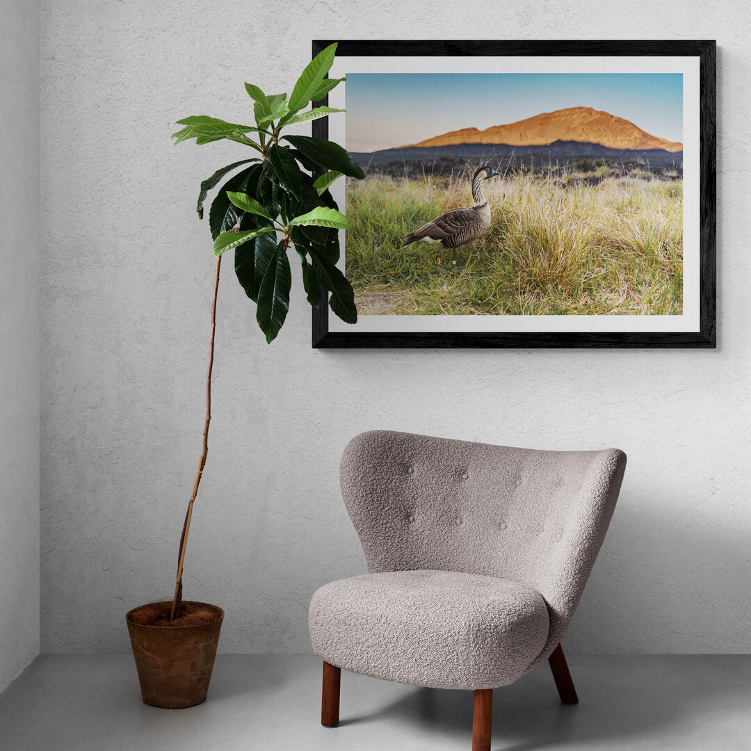 framed untold beauty print featuring Haleakala National Park and its resident nene. Tropical plant and comfy chair for added decor