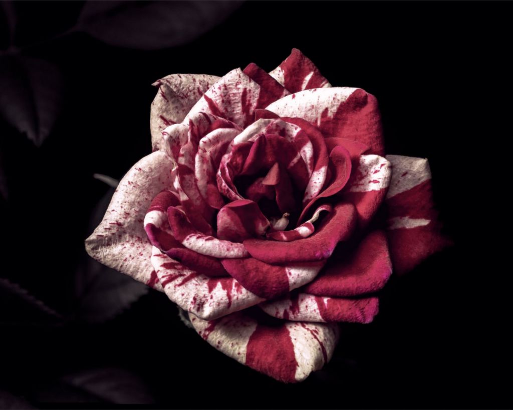 Candy Cane Rose