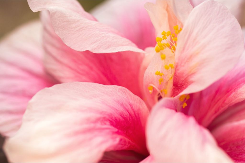 Blushing Hibiscus Fine Art Print