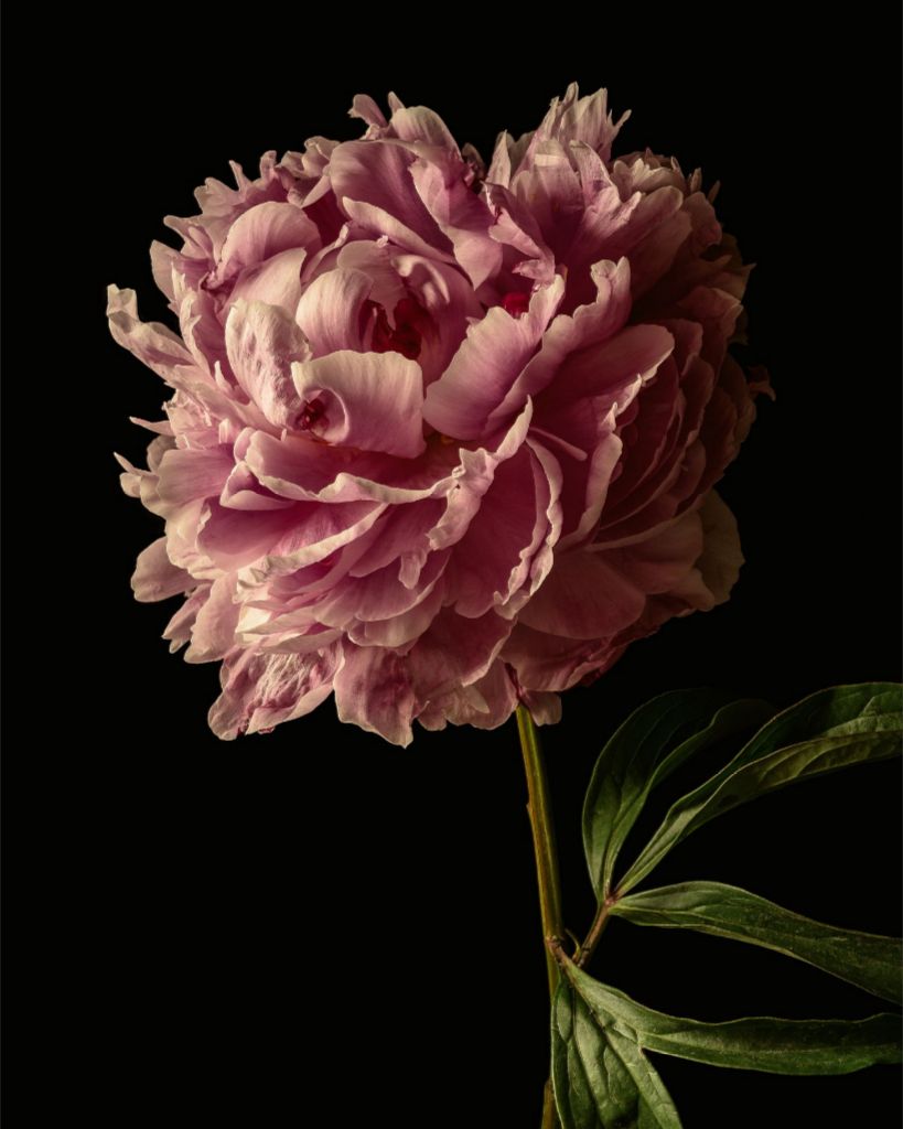 Peony One