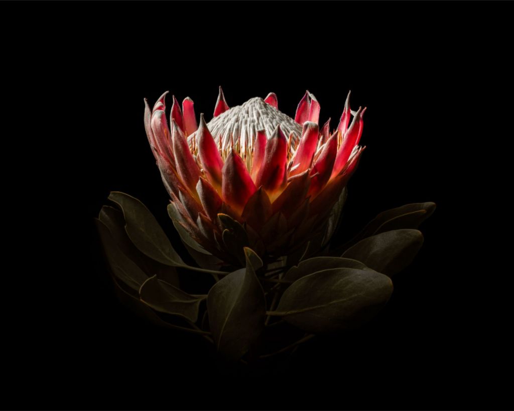 King Protea