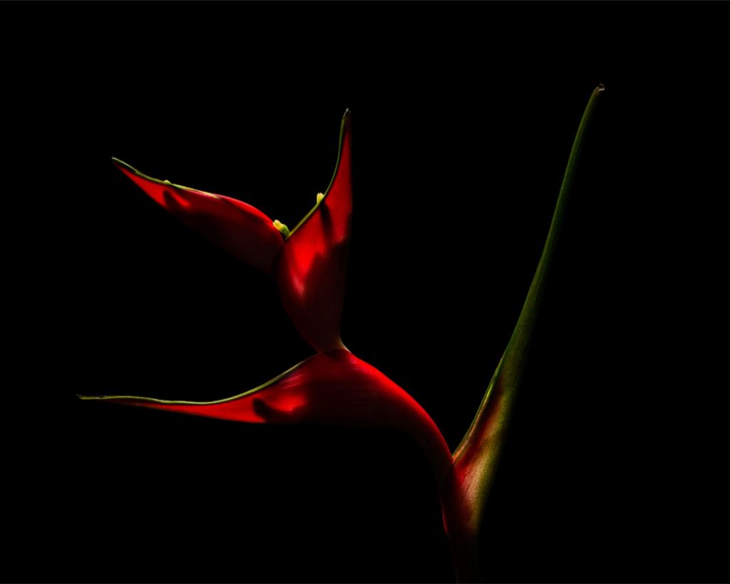 Heliconia Dancer