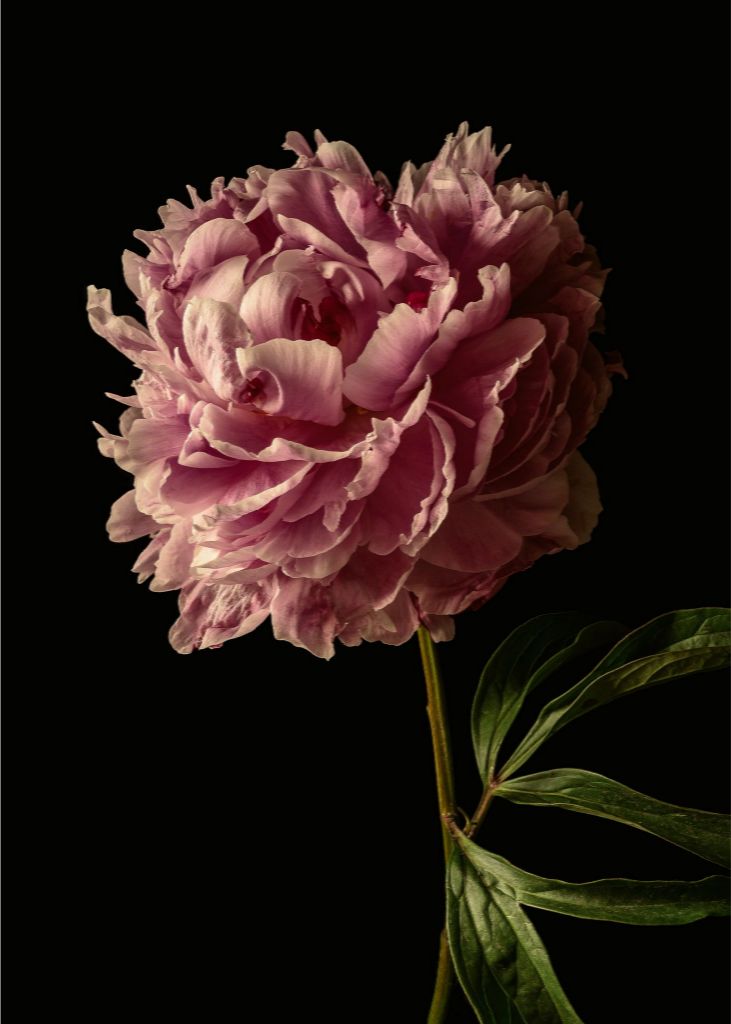 Peony One