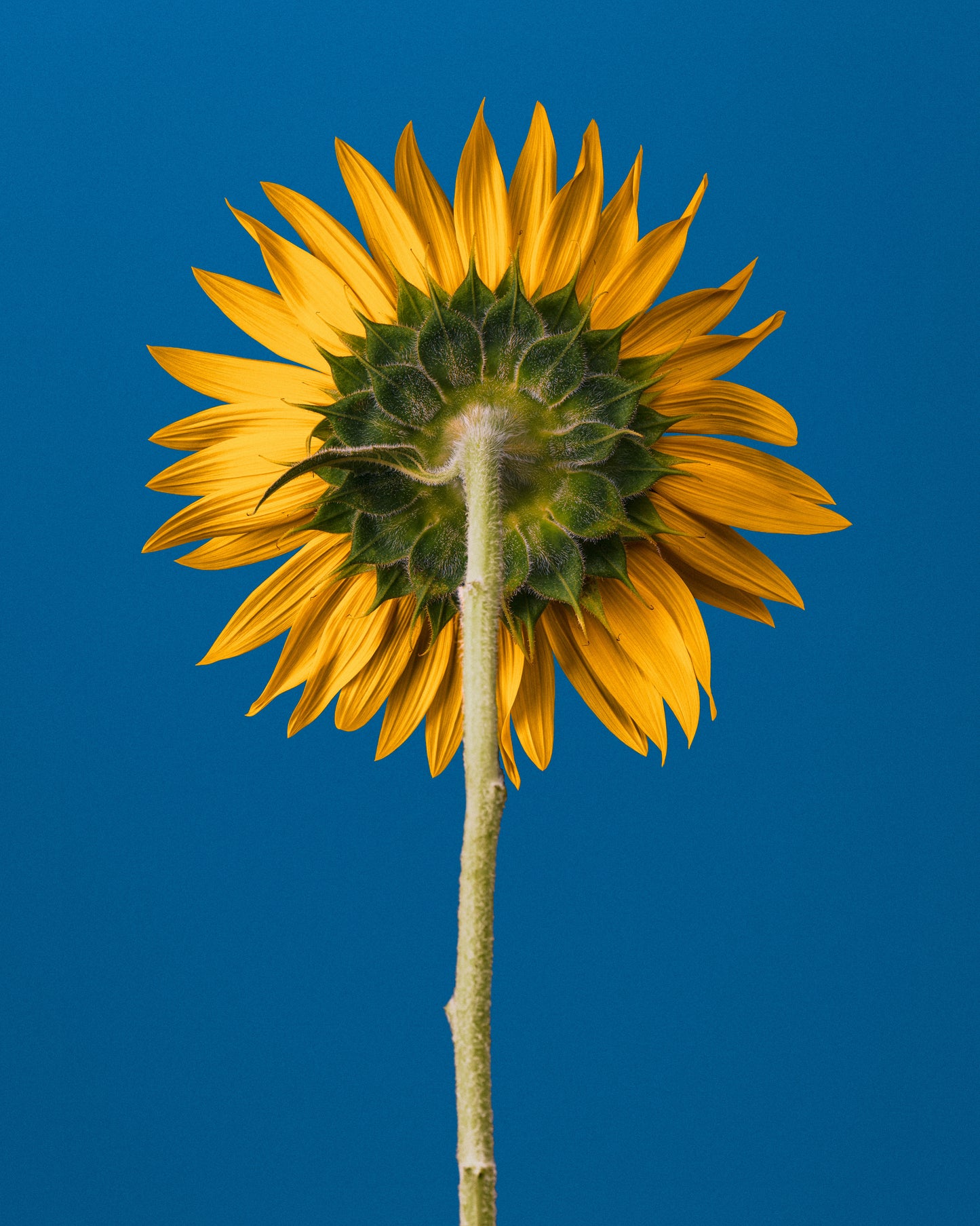 Sunflower-Ukraine