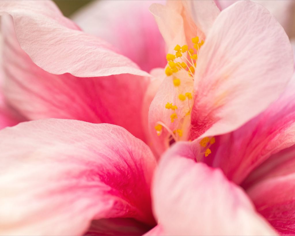 Blushing Hibiscus Fine Art Print