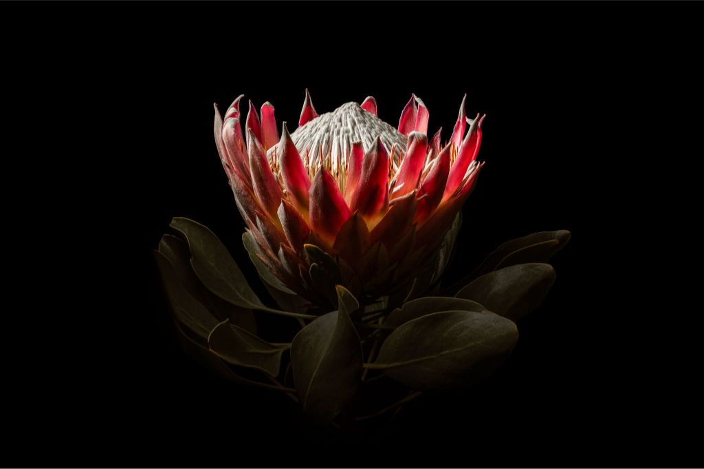 King Protea