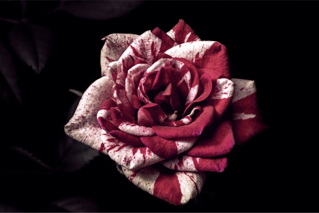 Candy Cane Rose