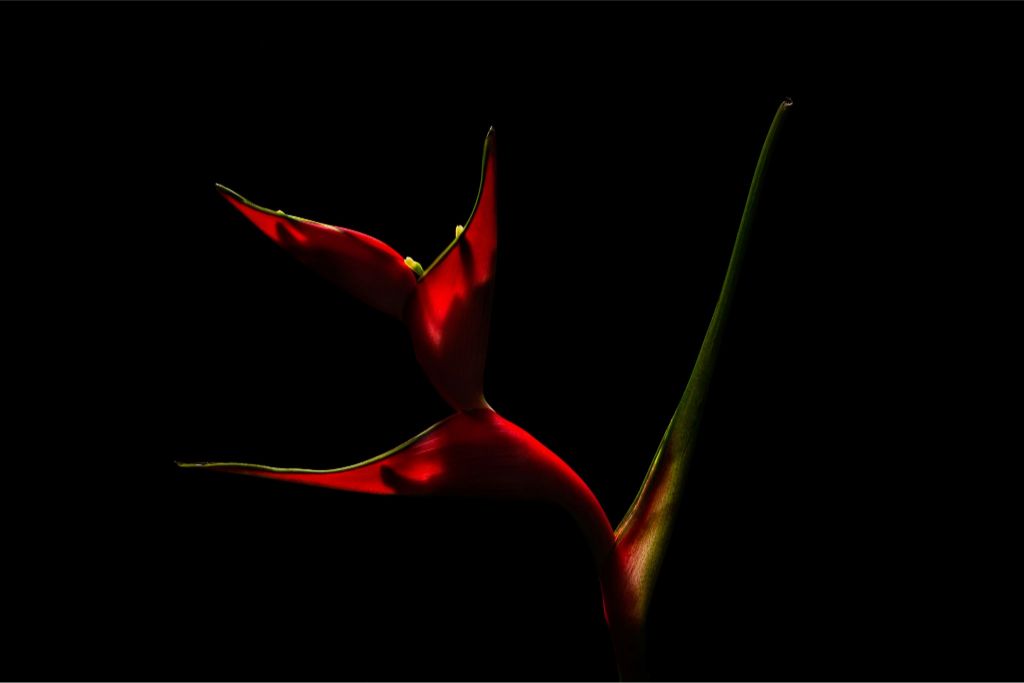Heliconia Dancer